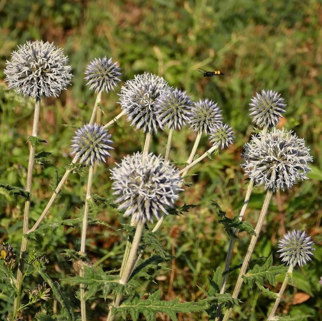 Eine Wiese voller Kugeldisteln