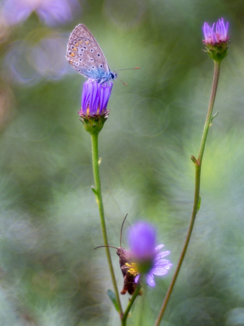 Eine Wiese voller Leben