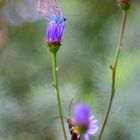 Eine Wiese voller Leben