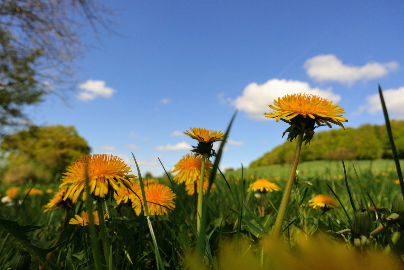 Eine Wiese voller Löwenzahn, herrlich