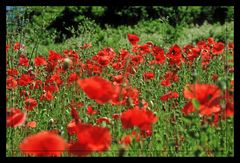 Eine Wiese voller Mohn