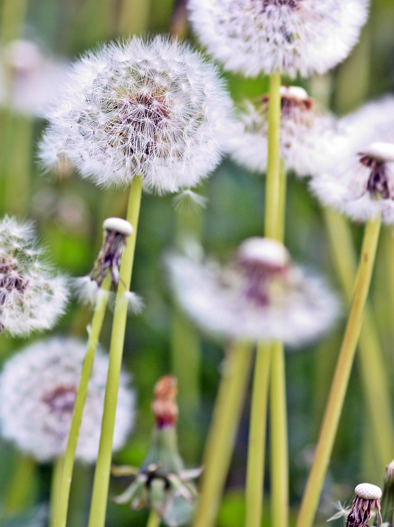 Eine Wiese voller Pusteblumen