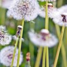 Eine Wiese voller Pusteblumen