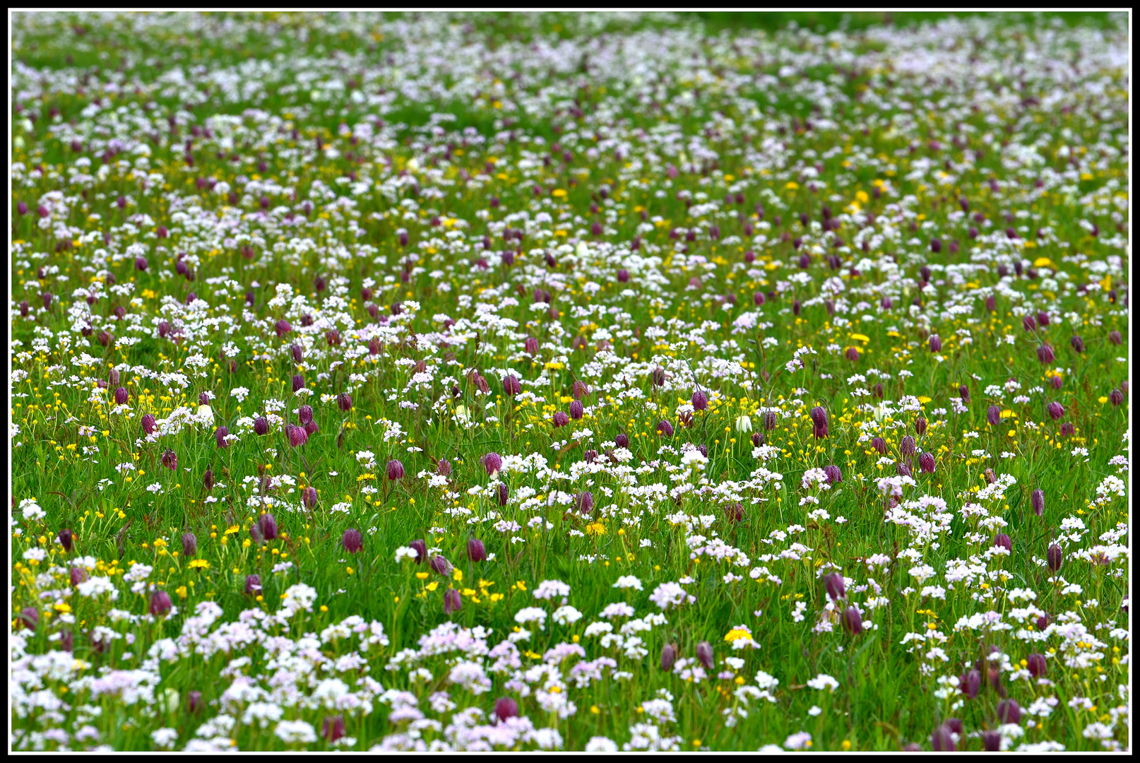 Eine Wiese voller Schachtbrettblumen