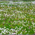 Eine Wiese voller Schachtbrettblumen