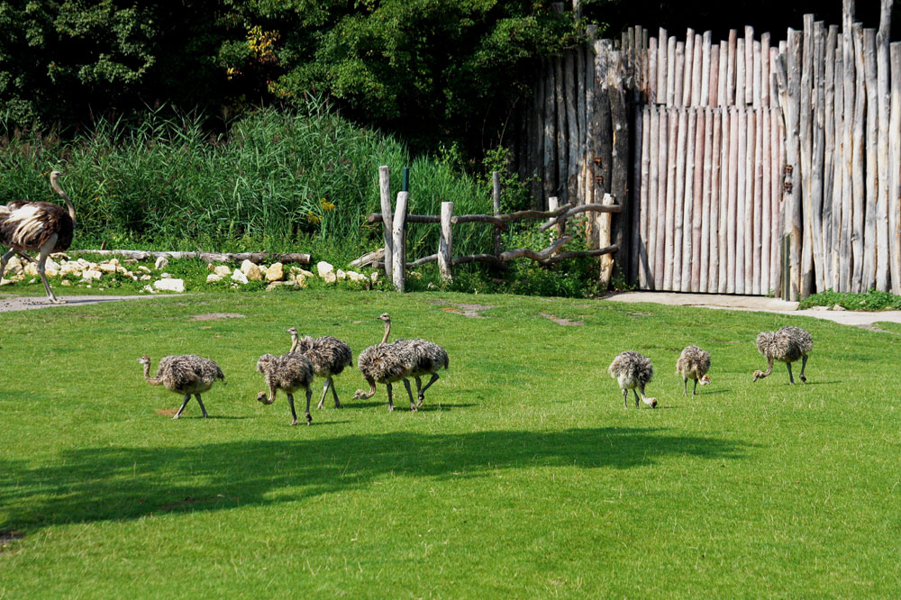 eine Wiese voller "Sträuße"