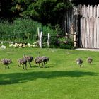 eine Wiese voller "Sträuße"