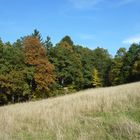 Eine Wiese vor herbstlichem Wald