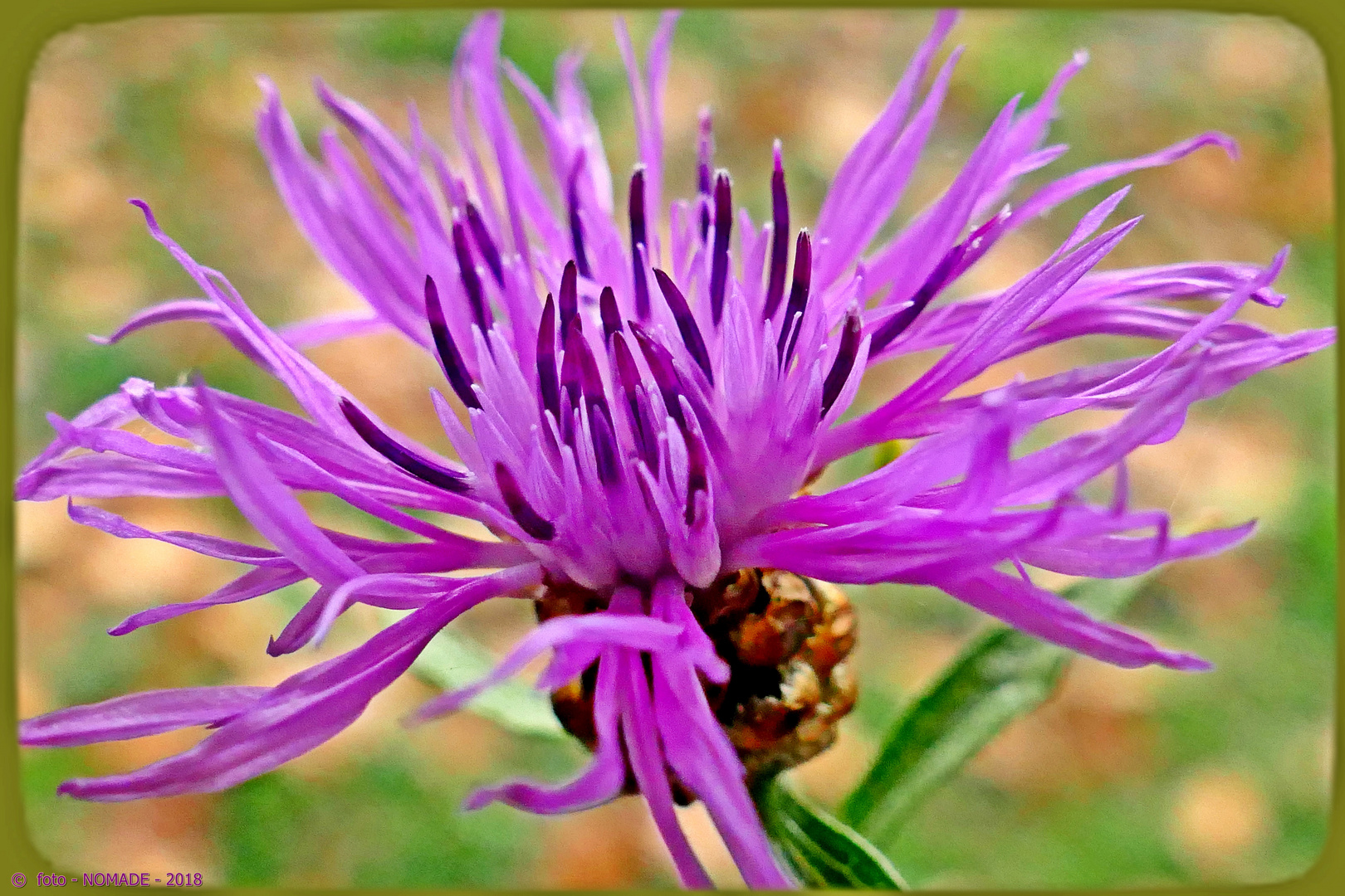 Eine Wiesen-Flockenblume 