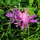 Eine Wiesen - Flockenblume mit Besuch zum Thementag