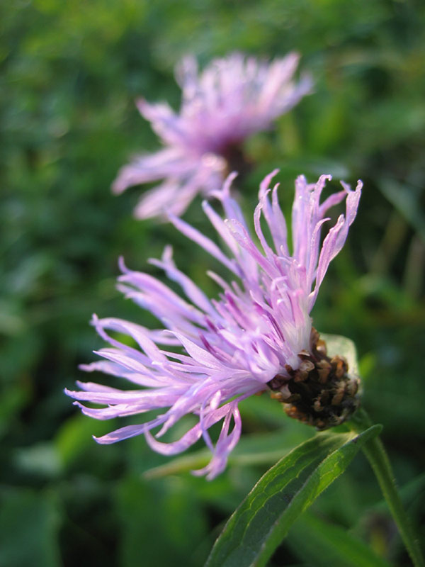 Eine Wiesenblume