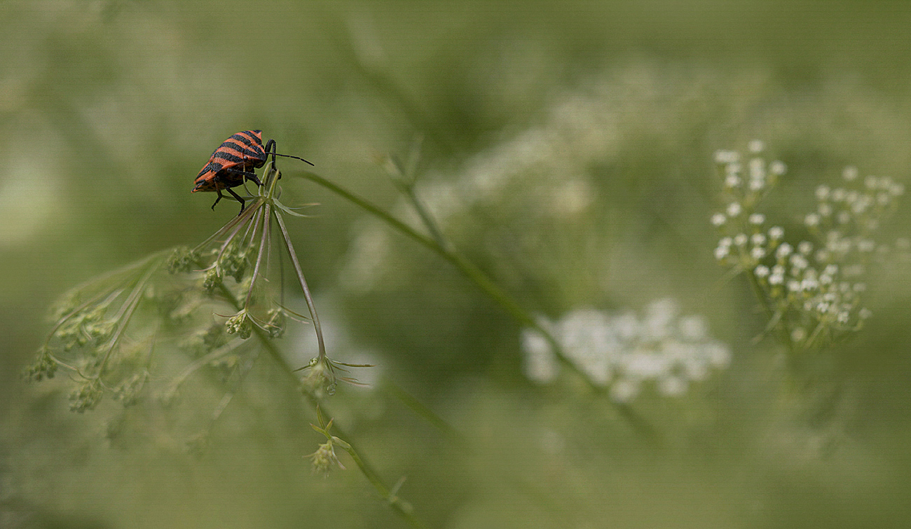 eine Wiesenschaukel