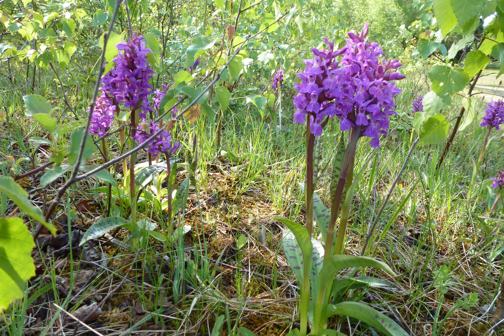 Eine Wieser voller Orchideen..