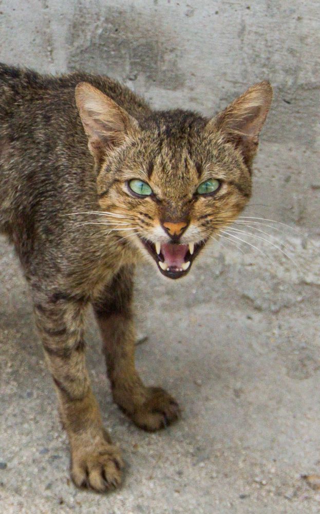 Eine wild lebende Katze faucht den Fotografen an