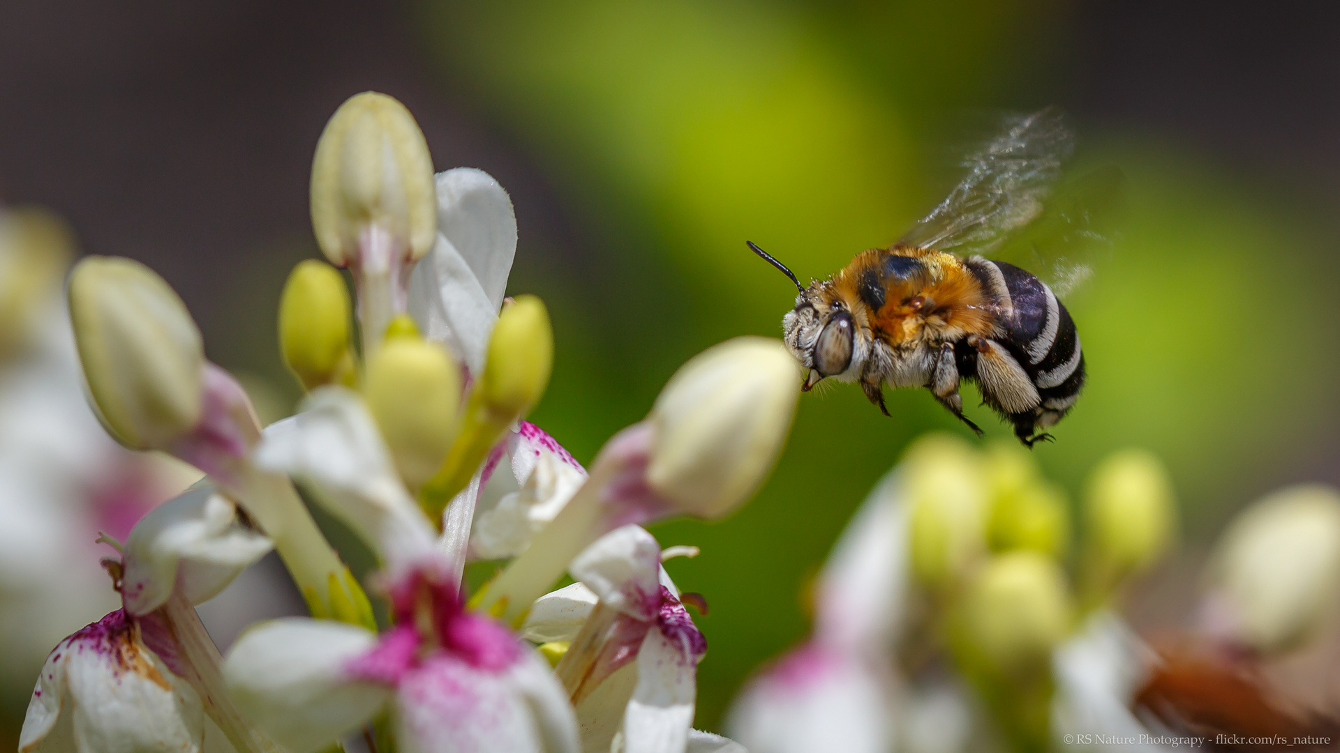 eine Wildbiene auf Fuerteventura