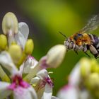 eine Wildbiene auf Fuerteventura