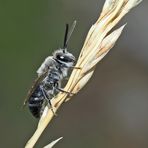 Eine Wildbiene, evtl. ein Männchen von Andrena fuscipes * - Une petite abeille sauvage.