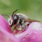 Eine Wildbiene im Profil - Makro