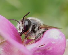 Eine Wildbiene im Profil - Makro