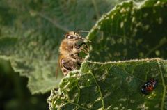 Eine Wildbiene zeigt ihre Zunge - Seitenansicht