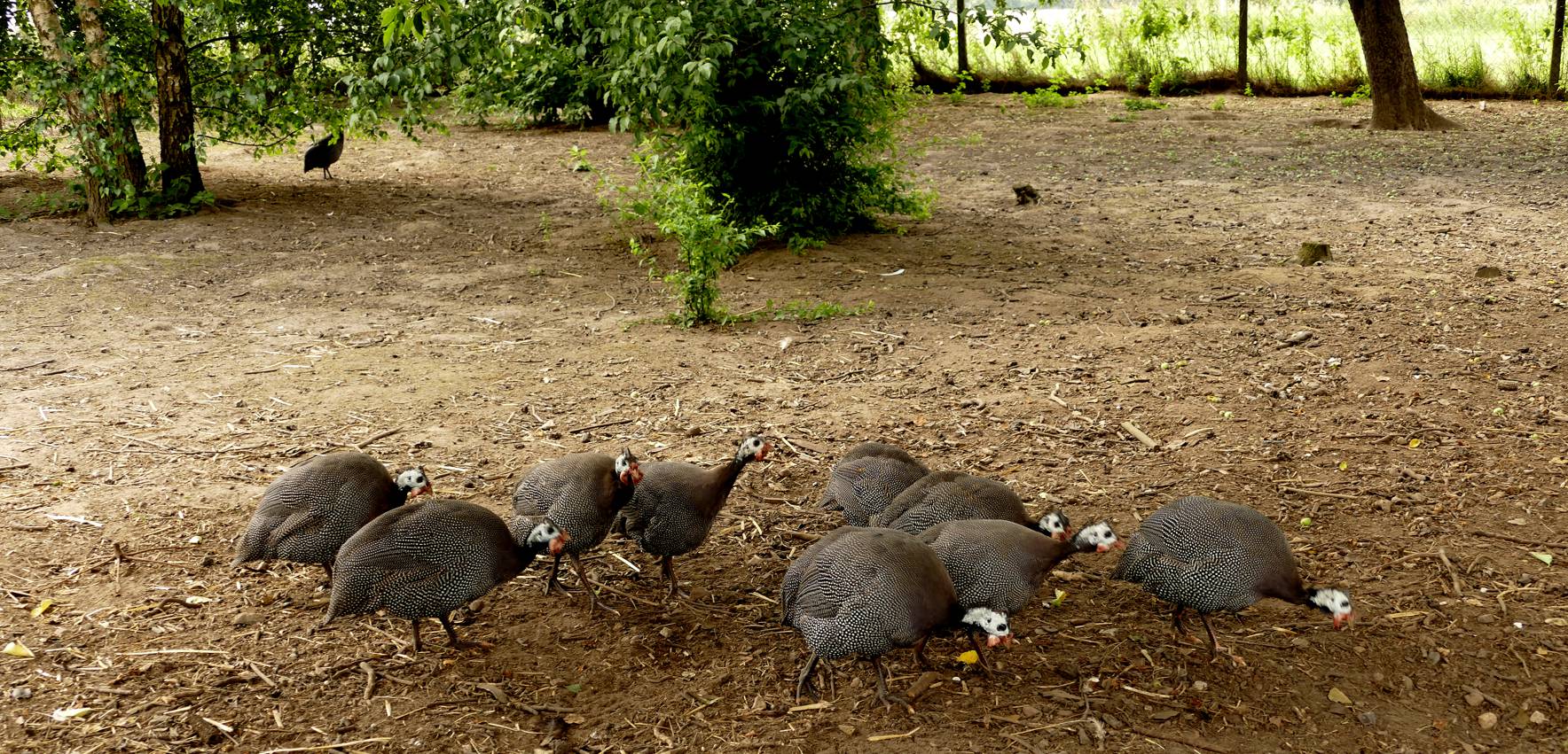 Eine wilde Horde.... Foto & Bild tiere, haustiere, nutztiere Bilder