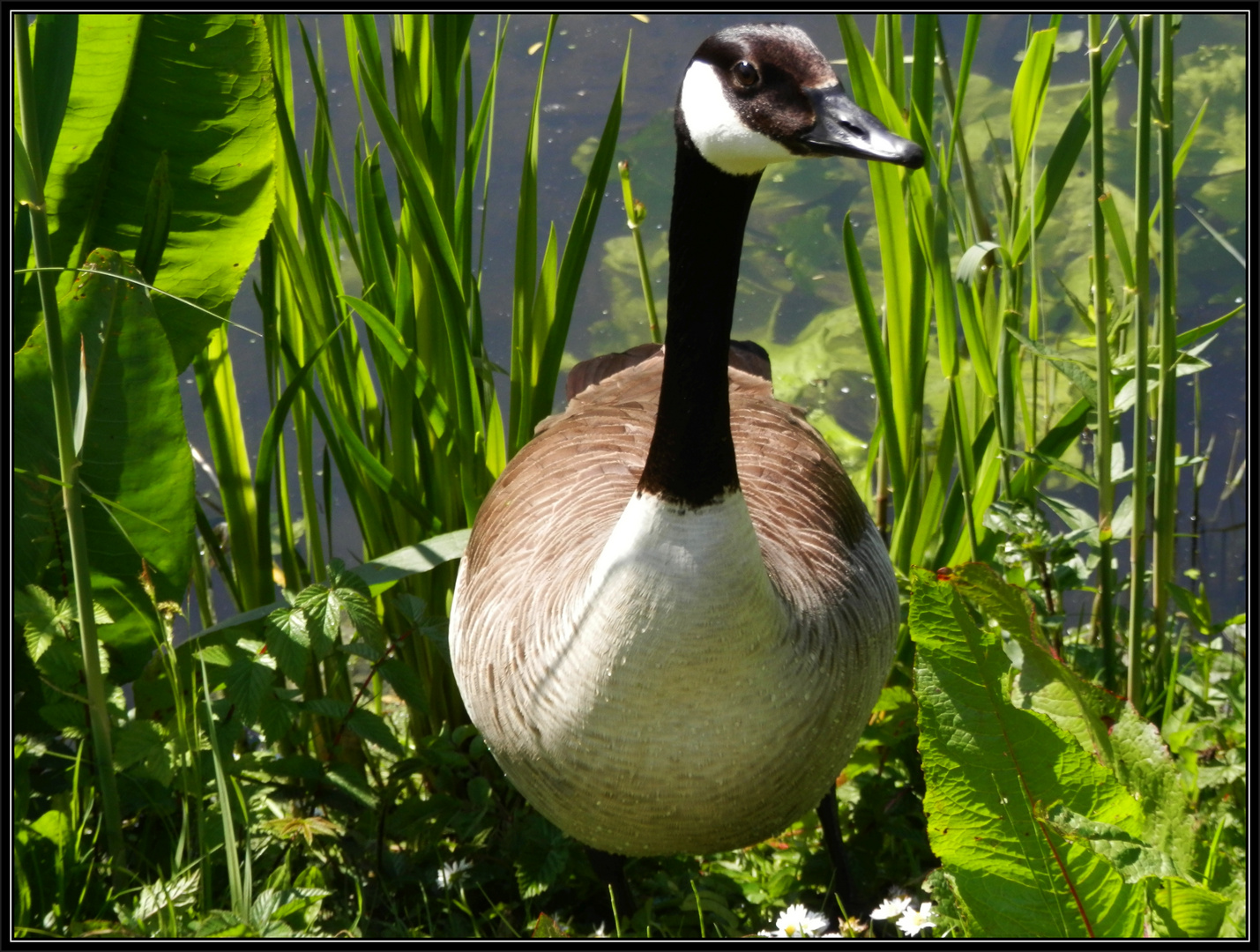 Eine wilde Kanada-Gans im Botanischen Garten der WWU Münster