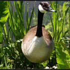 Eine wilde Kanada-Gans im Botanischen Garten der WWU Münster