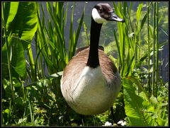 Eine wilde Kanada-Gans im Botanischen Garten der WWU Münster