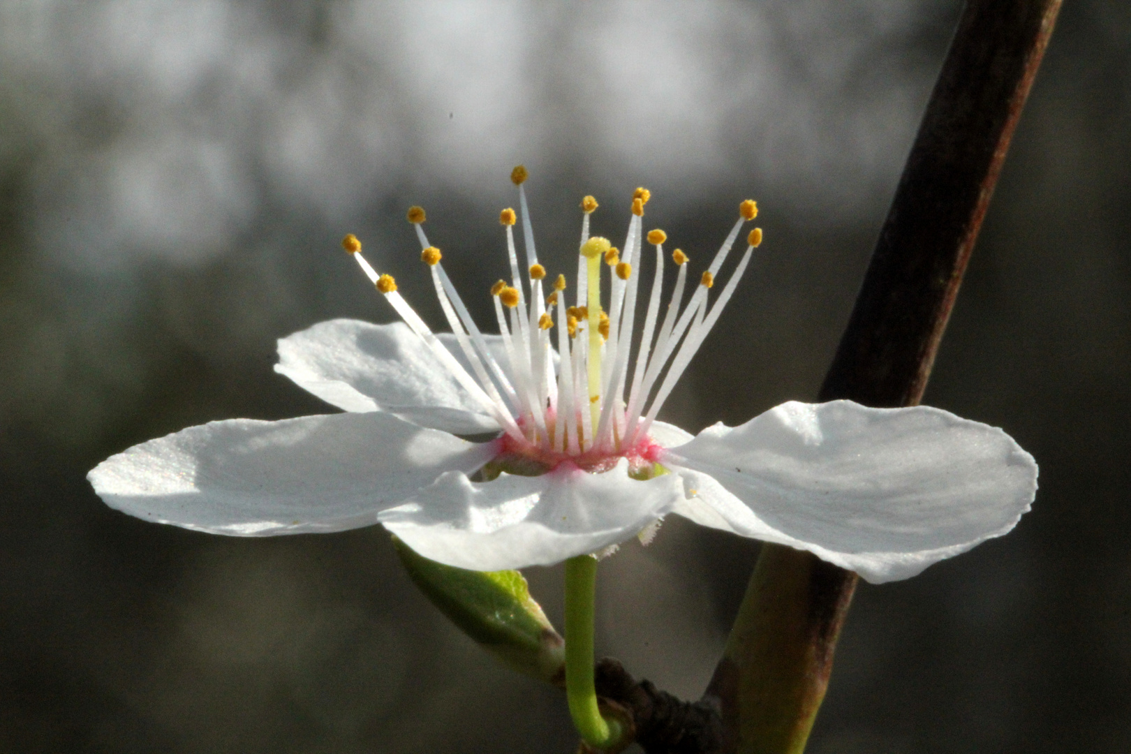 Eine wilde Kirschblüte