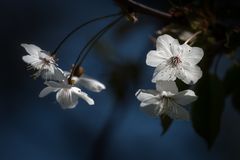 Eine wilde Kirschblüte