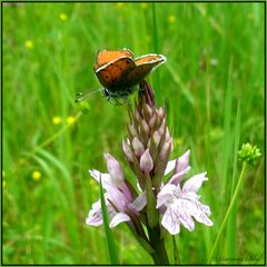 Eine wilde Knabenkraut-Orchidee hat Besuch...