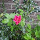 Eine wilde Rose