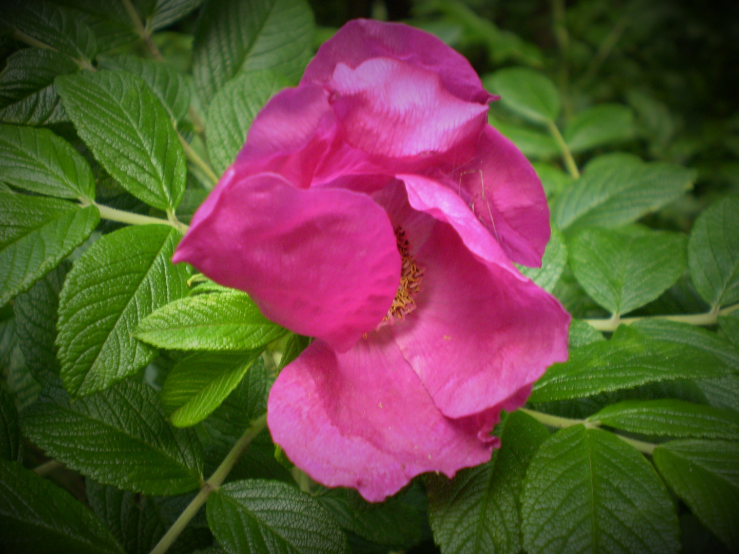 Eine Wilde Rose