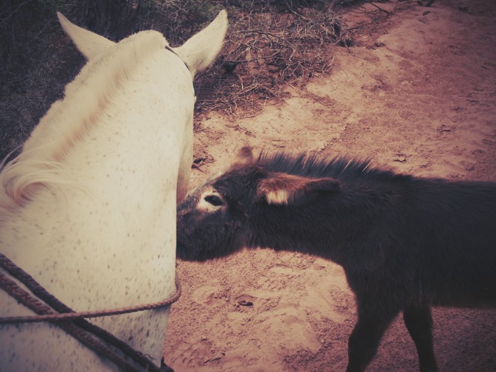 Eine Wildeselbegegnung