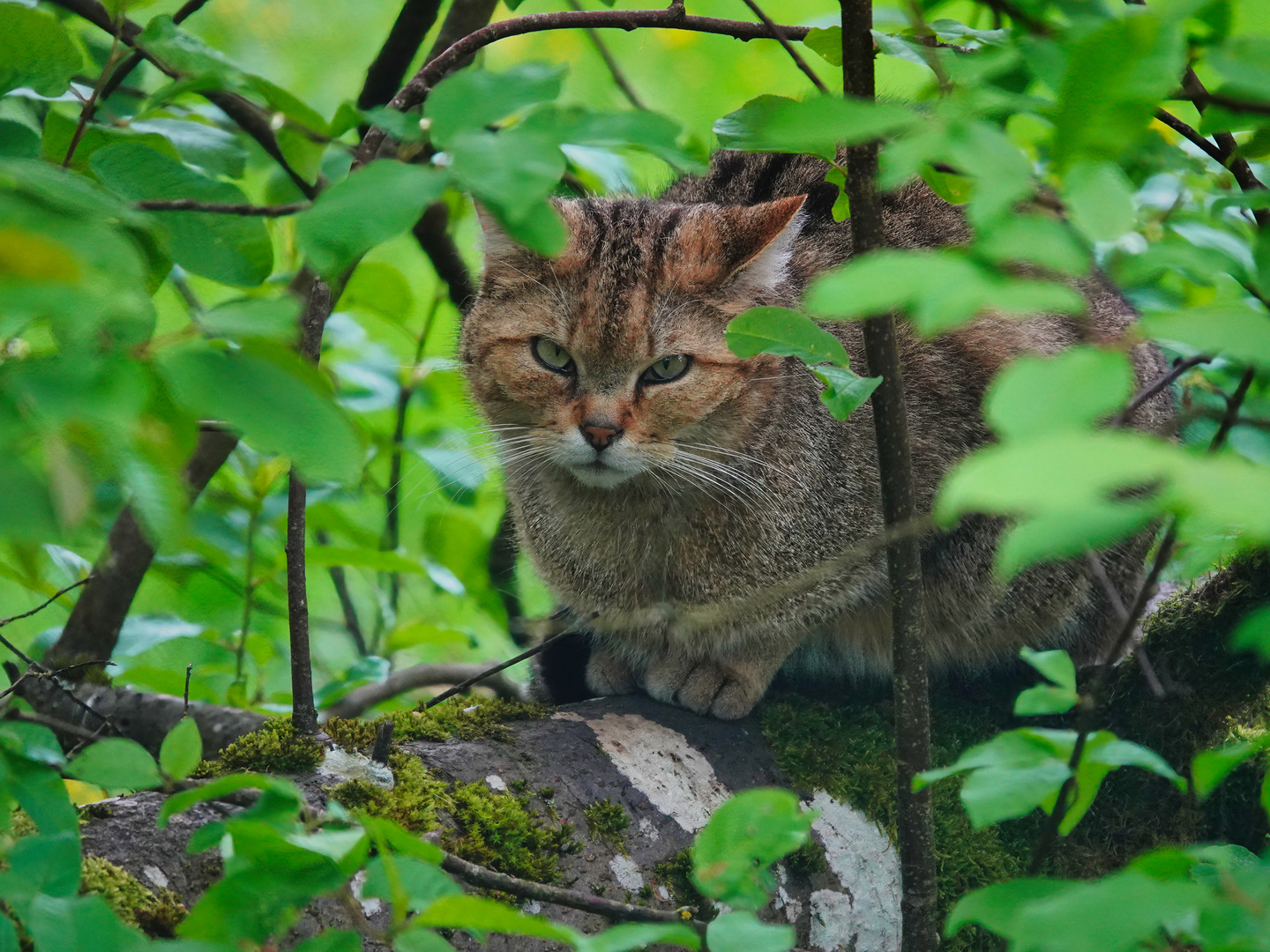 Eine Wildkatze