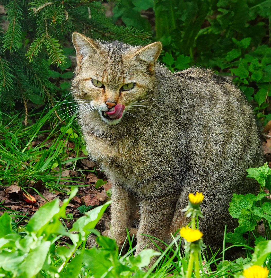 Eine Wildkatze