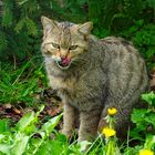 Eine Wildkatze