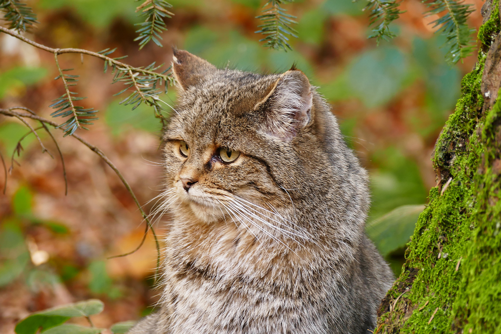 Eine Wildkatze im Bay.Wald