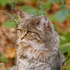 Eine Wildkatze im Bay.Wald