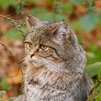 Eine Wildkatze im Bay.Wald