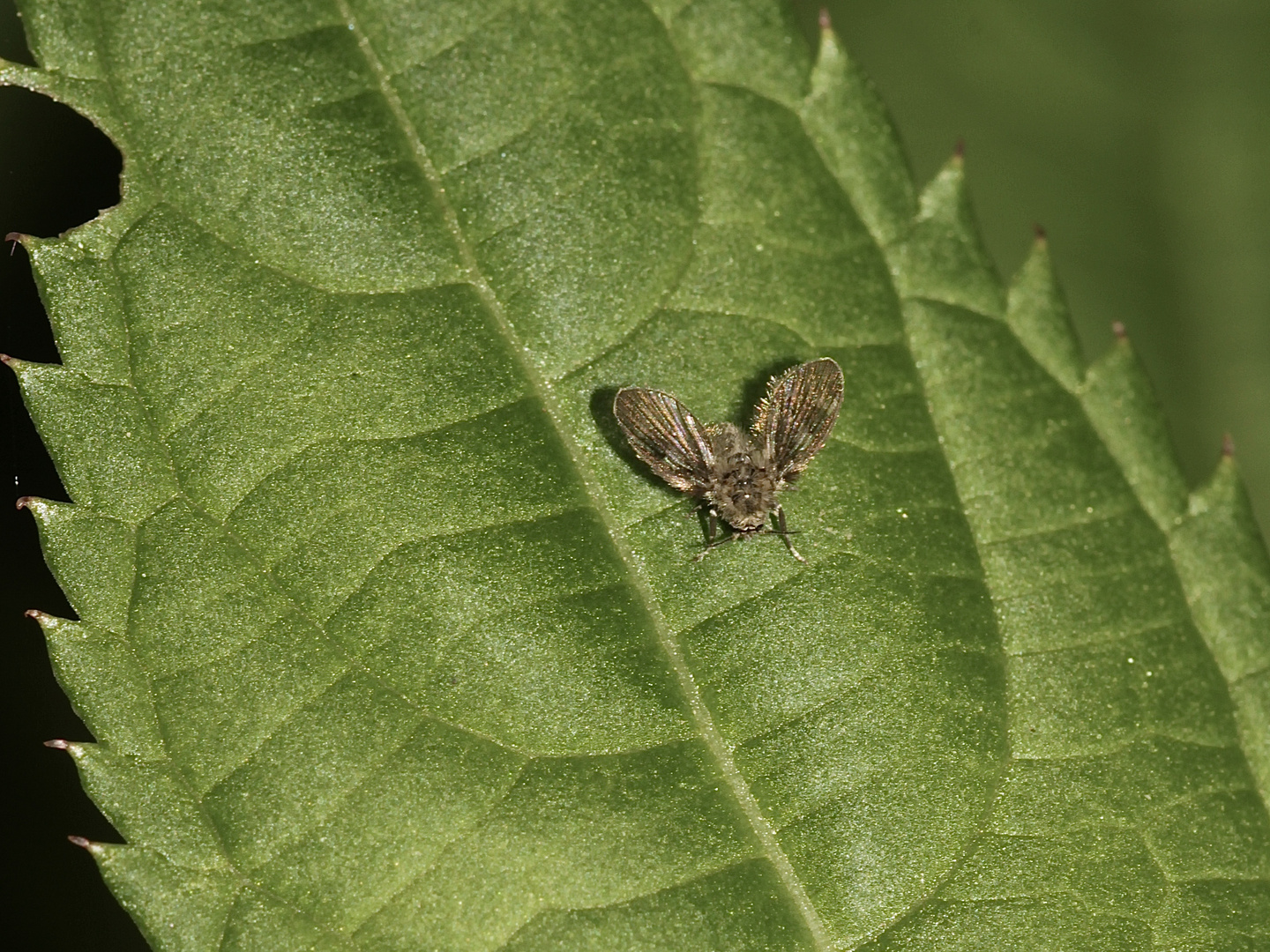 Eine wildlebende Schmetterlingsmücke (Fam. Psychodidae)