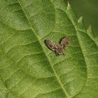 Eine wildlebende Schmetterlingsmücke (Fam. Psychodidae)