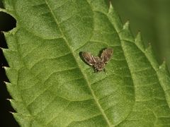 Eine wildlebende Schmetterlingsmücke (Fam. Psychodidae)