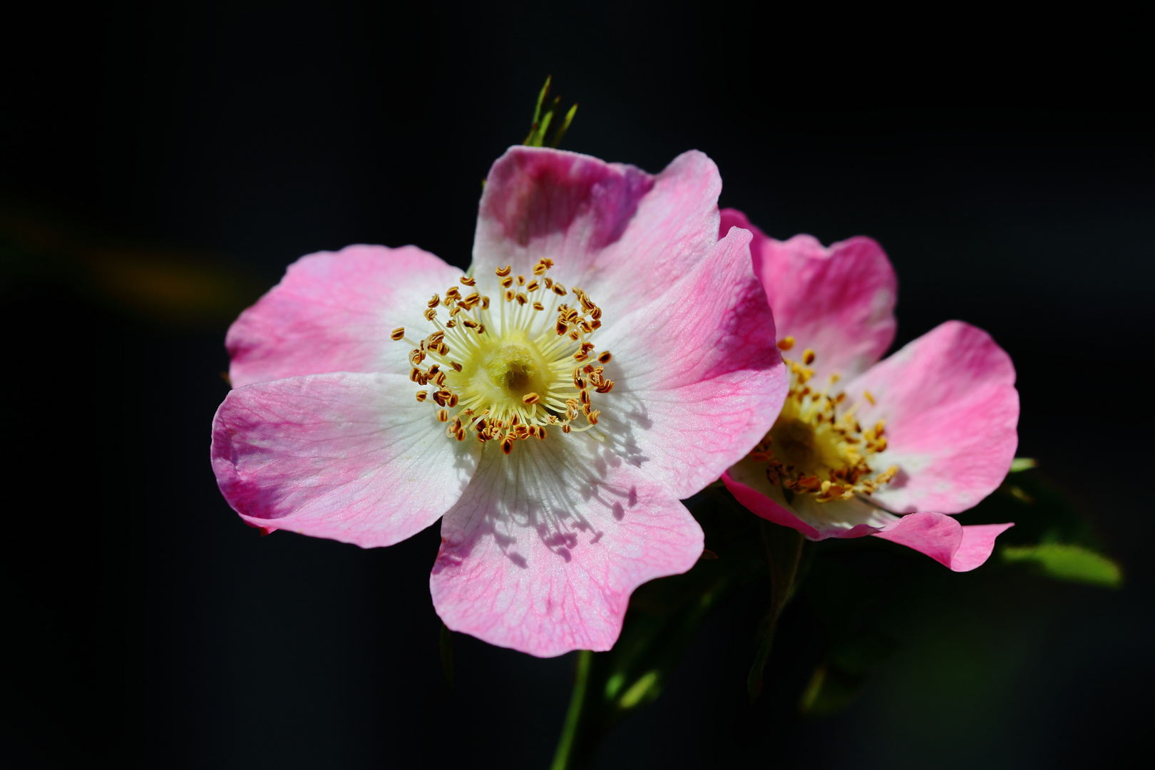 Eine Wildrosenblüte als Mittwochsblümche