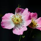 Eine Wildrosenblüte als Mittwochsblümche