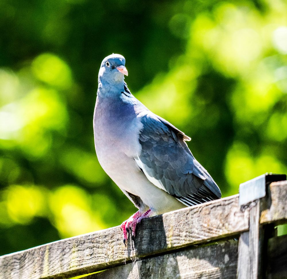 eine wildtaube Foto & Bild tiere, wildlife, wild lebende vögel Bilder auf