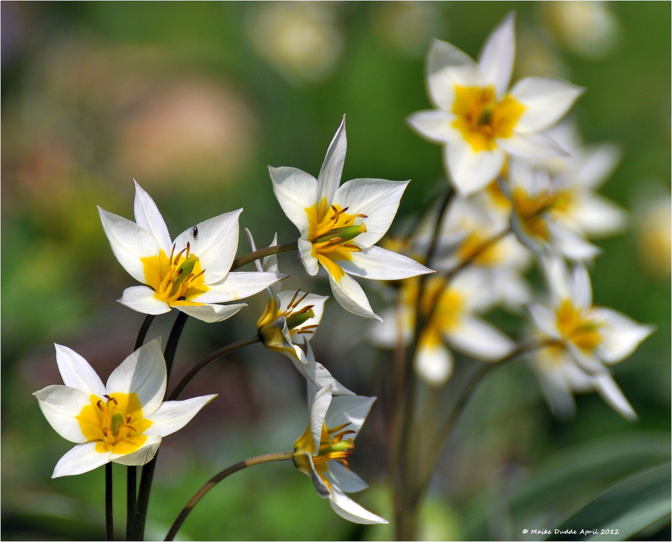 Eine Wildtulpe vorgestellt.