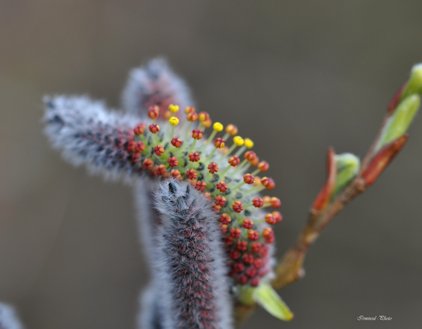 Eine wildwachsende Weidenart.....