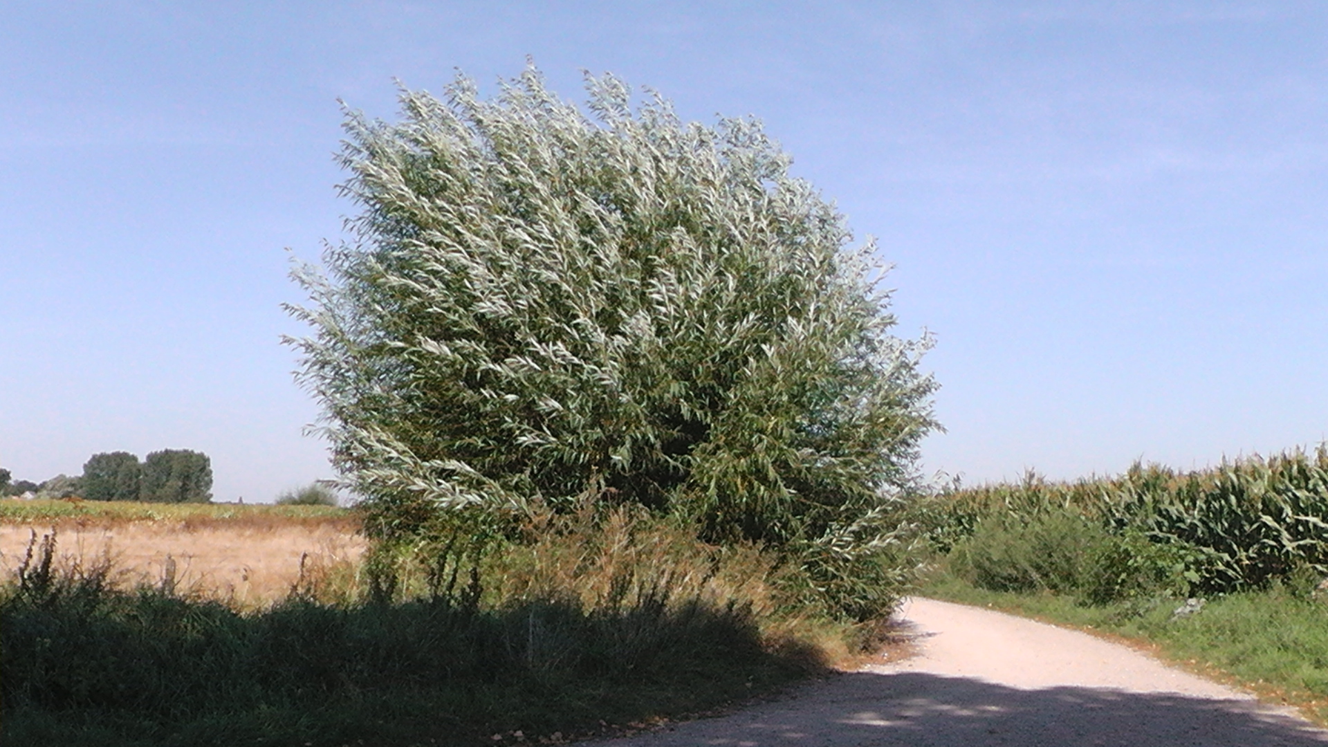 eine Wilge im wind