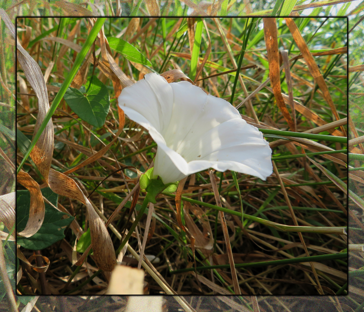 eine Winde Foto & Bild sommer, outdoor, gras Bilder auf